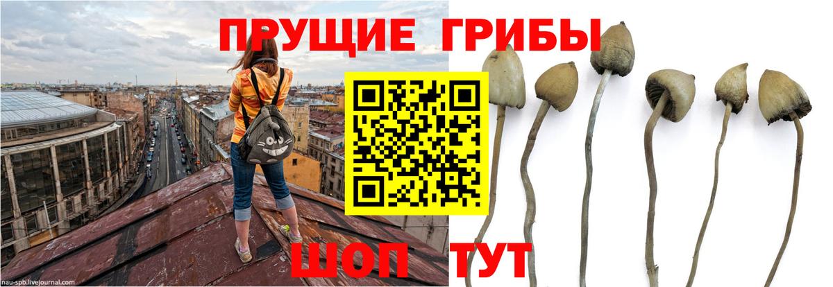 Галлюциногенные грибы GOLDEN TEACHER  Вход с VPN  Коркино 